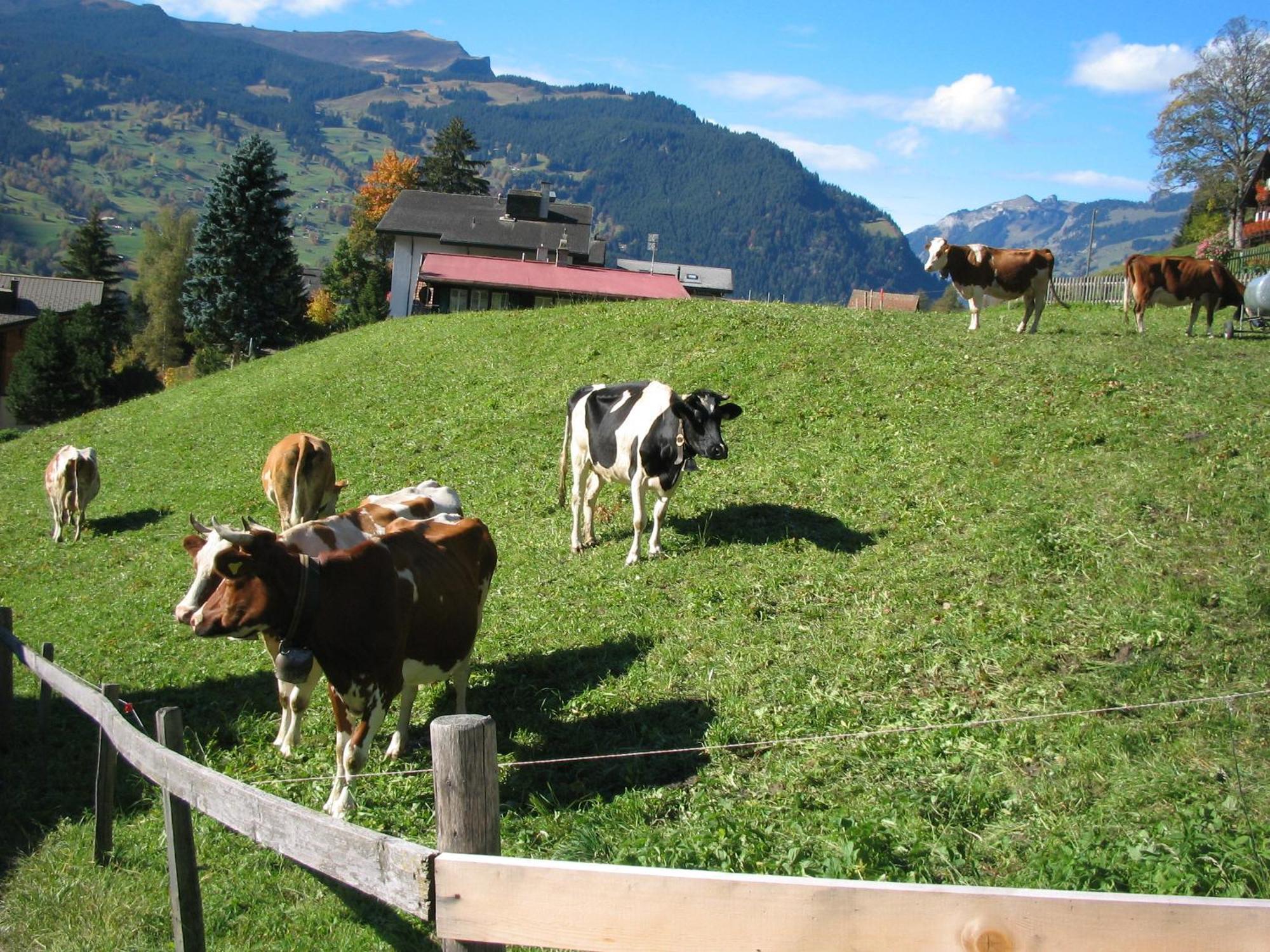 Alpenhof Ξενοδοχείο Γκρίντελβαλντ Εξωτερικό φωτογραφία