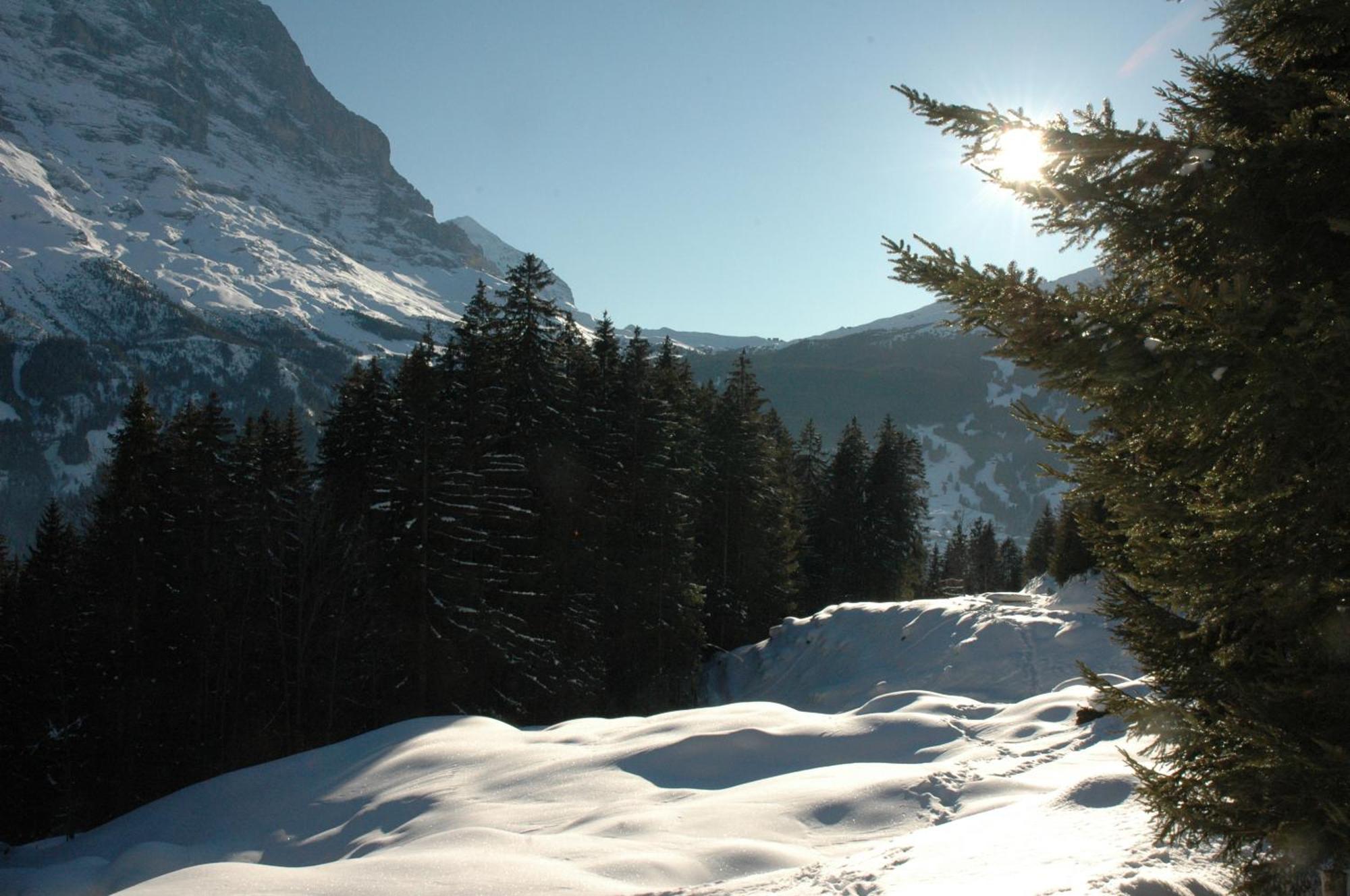 Alpenhof Ξενοδοχείο Γκρίντελβαλντ Εξωτερικό φωτογραφία