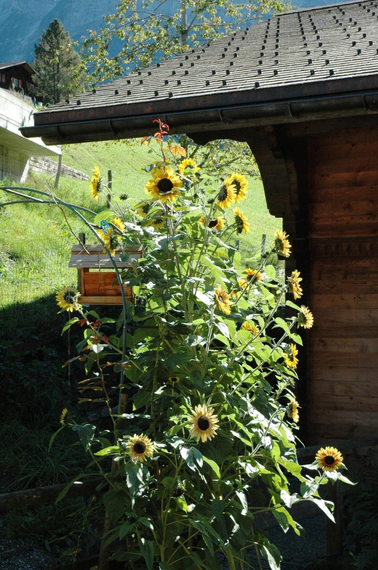Alpenhof Ξενοδοχείο Γκρίντελβαλντ Εξωτερικό φωτογραφία